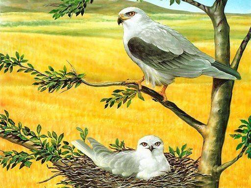 Bird Habitat Puzzle Challenge