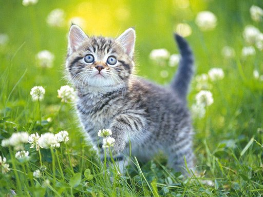Cat Puzzle Gallery