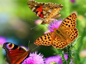 Butterfly Slide Puzzle Game