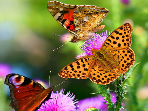 Butterfly Slide Puzzle