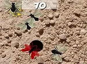 Quick Tap Bug Catcher